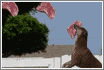 Buck\'s Backyard
