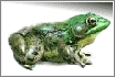 Virtual Frog Disecction