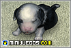 My Dog | Minijuegos.com