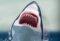 New York Shark