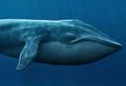 ballena-tamano-real