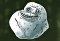 Trollface Defense