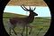 Animal Hunter 3D