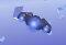 Leviathan