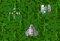 Xevious