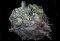 Samorost